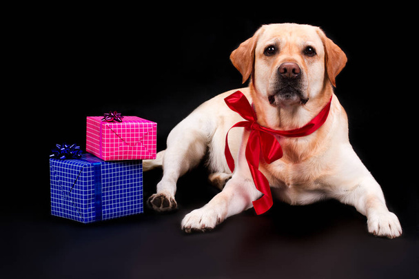 Labrador with bow and gift boxes. - Fotografie, Obrázek