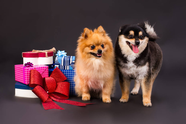 Adorable pomeranian dogs and gift boxes. - Foto, imagen