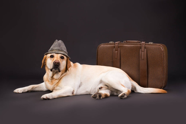 Labrador in hoed in de buurt van bruine koffer. - Foto, afbeelding
