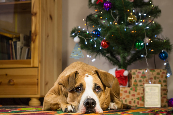 Staffordshire terrier dog lying on carpet in dront of christmas tree - 写真・画像