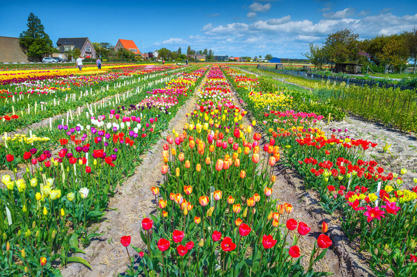 アムステルダム、オランダ、ヨーロッパに近いカラフルなチューリップ畑があるフラワー ガーデン - 写真・画像