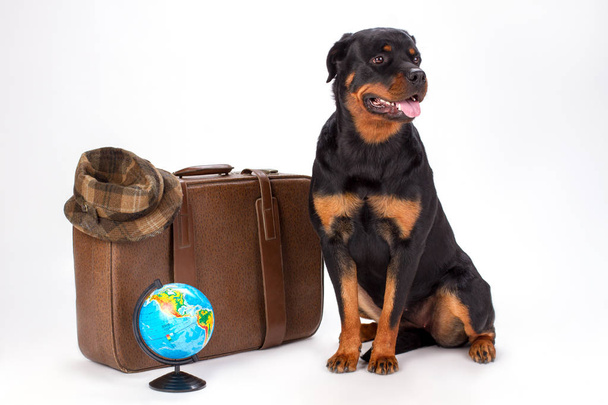 Rottweiler-koiran muotokuva ja matkatarvikkeet
. - Valokuva, kuva