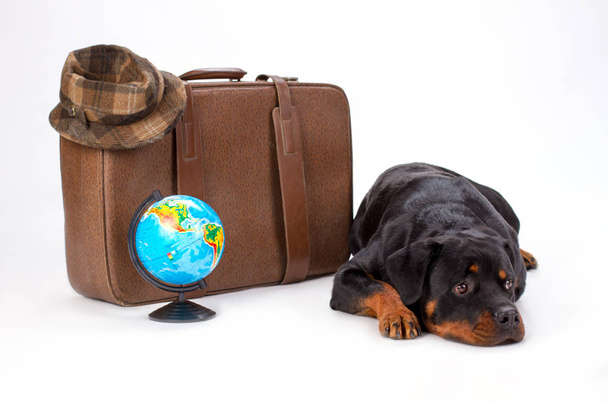 Rottweiler deitado perto de mala de viagem
. - Foto, Imagem