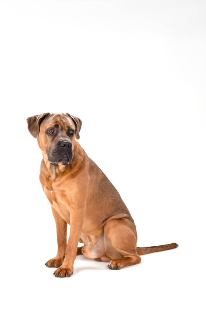 Cão corso de cana marrom, tiro de estúdio
. - Foto, Imagem