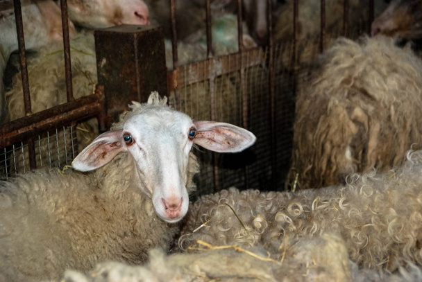 Молочні вівці в стайні
 - Фото, зображення