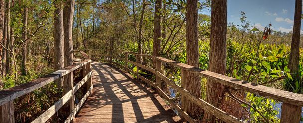 Boardwalk path at Corkscrew Swamp Sanctuary in Naples - Photo, Image