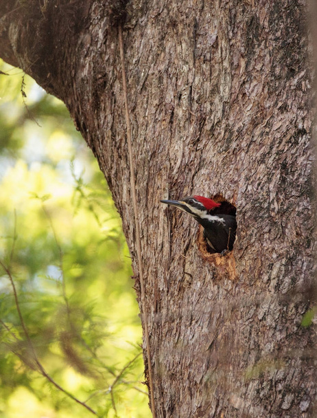 Male pileated woodpecker bird Dryocopus pileatus peers out of it - Photo, Image