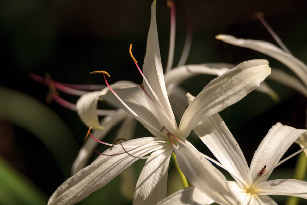 White Swamp lily flower Crinum americanum - Photo, Image