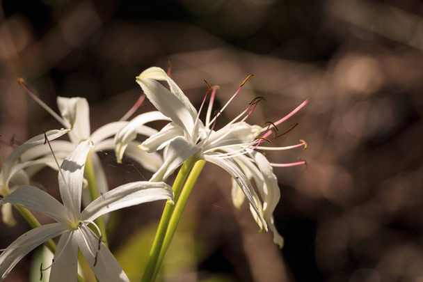 Flor de lirio de pantano blanco Crinum americanum
 - Foto, imagen