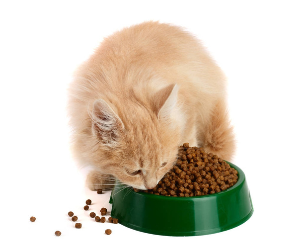 kis cica eszik egy száraz étel, elszigetelt fehér background - Fotó, kép