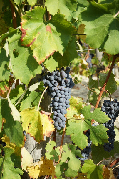 Vineyards around Barolo, Piedmont - Italy - Foto, Bild