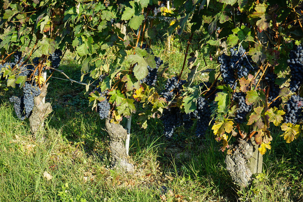 Vineyards around Barolo, Piedmont - Italy - Φωτογραφία, εικόνα