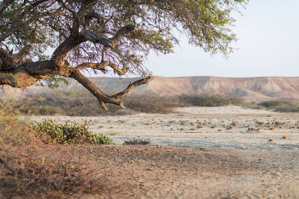 Old tree in the desert with morning light. Mountains in background blurred.Namibe, Angola. - Photo, Image