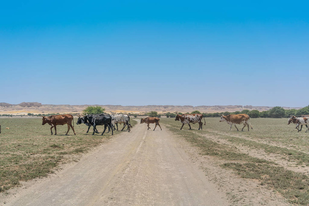 Group of cows grazing in the oasis of the Namib Desert. Angola. - Photo, Image
