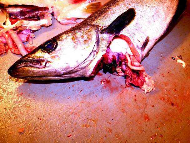 Handen gesneden verse kabeljauw vissen, verwijderen en controleren van levers. Vers gevangen vis. De ingewanden van de controle  - Foto, afbeelding