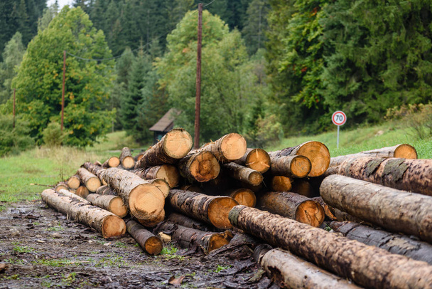 Una gran pila de madera en un camino forestal - Foto, imagen