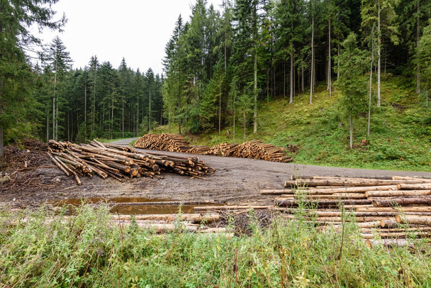 Большая груда дерева на лесной дороге - Фото, изображение