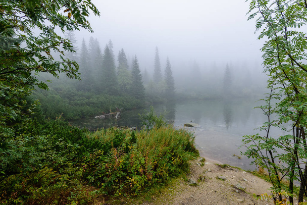 heijastuksia puiden järven vesi aamulla sumu
 - Valokuva, kuva