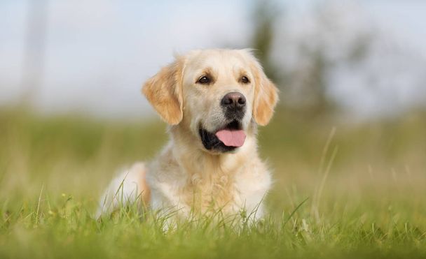zlatý retrívr mladých pes - Fotografie, Obrázek