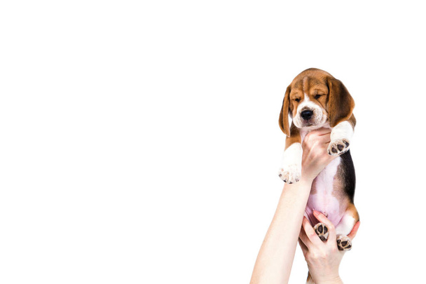 Beagle pentu käsissä
 - Valokuva, kuva