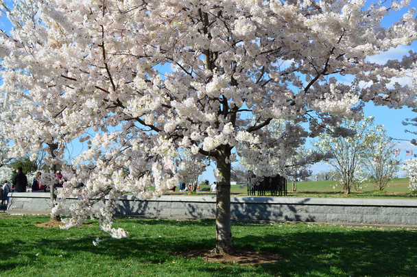Huippu kirsikankukka kukinta DC
 - Valokuva, kuva