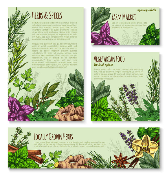 Herb and spice sketch banner of natural seasoning - Vector, Image