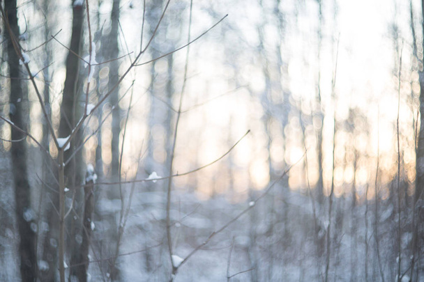 Winter forest in snow - Foto, Bild