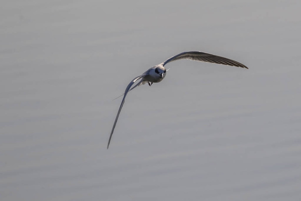 Pták Rybák shore pták letící na mokřady - Fotografie, Obrázek