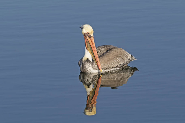 Pássaro pelicano marrom flutua na lagoa das zonas húmidas
 - Foto, Imagem