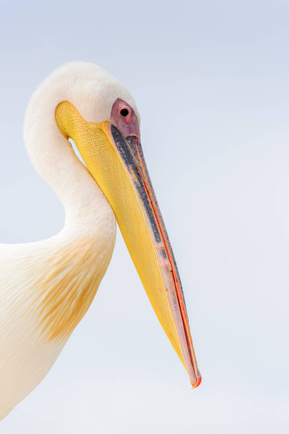 Cute Pelican, Walvis Bay, Namibia - Фото, изображение