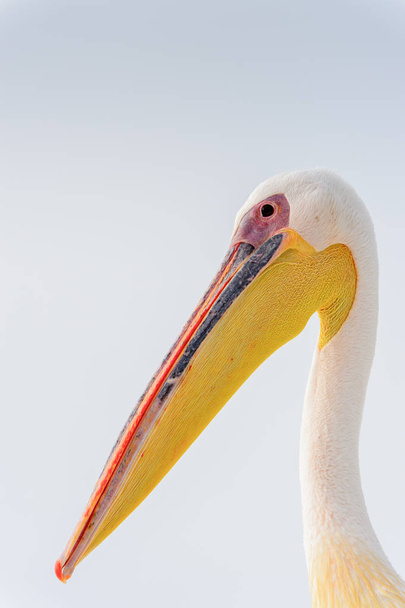 Cute Pelican, Walvis Bay, Namibia - Фото, изображение