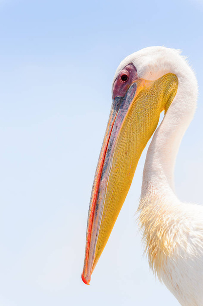 Pelican, Walvis Bay, Namibia - Фото, изображение