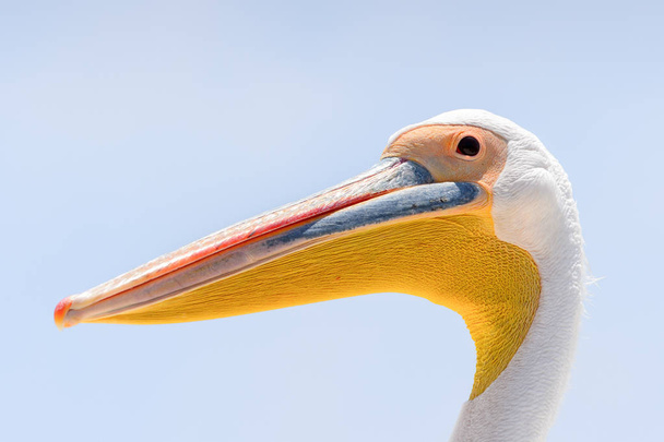 Pelican, Walvis Bay, Namibia - Фото, изображение