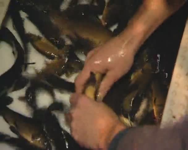 Hände stecken Flunder-Schnappfische in Eimer. - Filmmaterial, Video