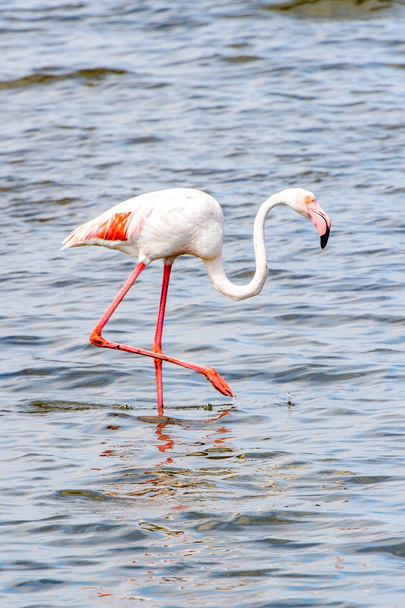 Pink flamingo in the water - Photo, image