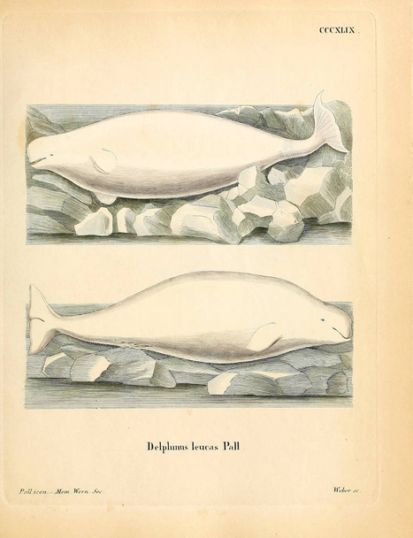 Illustration of marine mammal. Die Saugthiere in Abbildungen nach der Natur, mit Beschreibungen. 1778 - Photo, Image