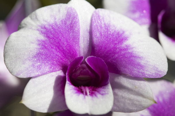 achtergrond natuur kleurrijke bloem paars en wit orchidee mooie - Foto, afbeelding