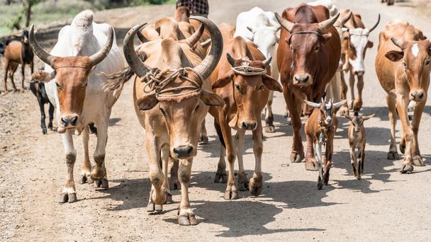 牛とエチオピアのオモ谷の牛 - 写真・画像