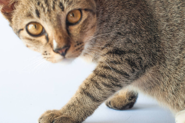 猫におけるフレーム クローズ アップ blured 顔 - 写真・画像