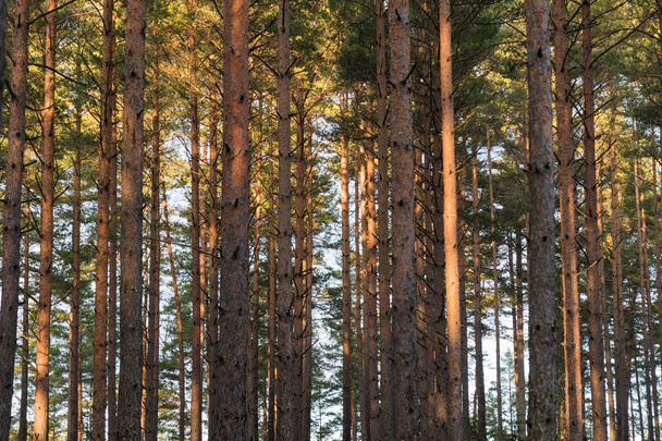 Pine tree trunks pattern - Photo, Image