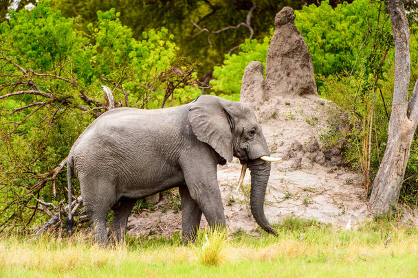 モレミゲーム保護区(オカバンゴ川デルタ)、国立公園、ボツワナの美しい象 - 写真・画像