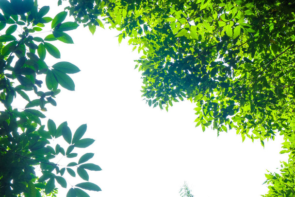 Marco natural de hoja verde aislado sobre fondo blanco
 - Foto, imagen
