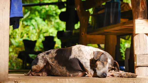 коричневая черно-белая собака спит на земле с теплым солнечным светом
. - Фото, изображение