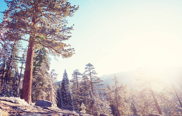 Красивые пейзажи национального парка Йосемити - Фото, изображение