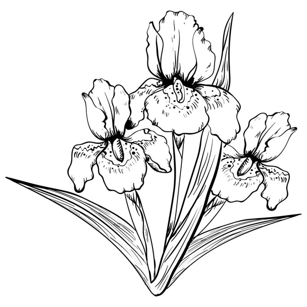 Fleur d'iris dessinée à la main. vecteur de croquis
 - Vecteur, image