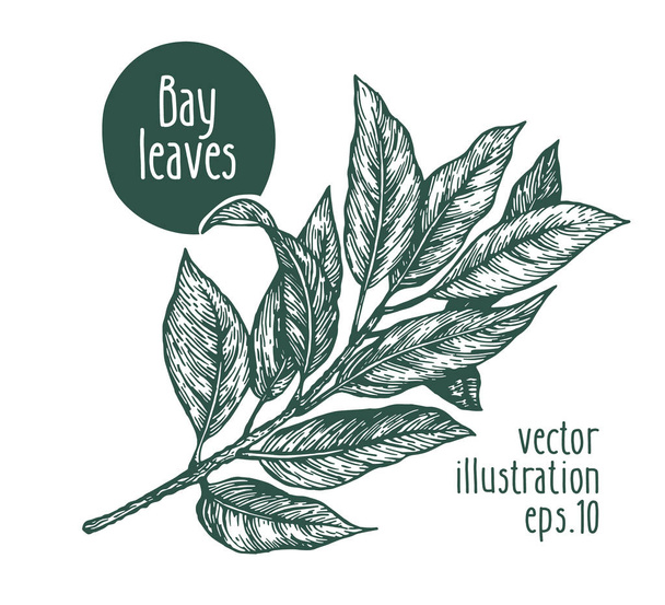 Bay leaves. Vector illustration for design menu, packaging and recipes. Hand drawn vintage illustration. - Vektör, Görsel