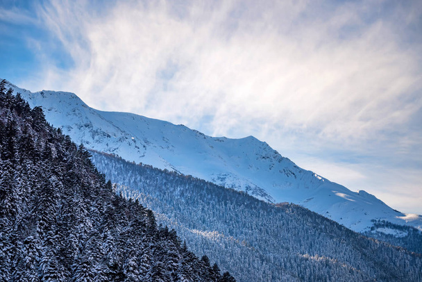 針葉樹の森と雪に覆われた冬山 - 写真・画像