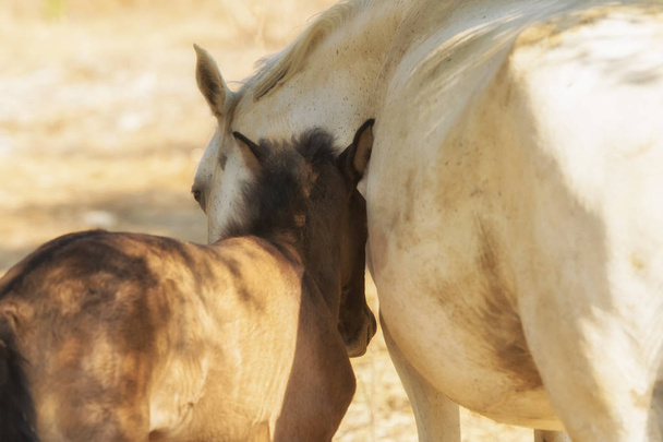 Η αγάπη ενός αλόγου της μητέρας και του παιδιού. Μια όμορφη στιγμή. - Φωτογραφία, εικόνα