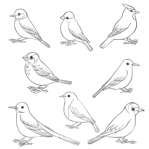 vector set of birds - Vettoriali, immagini