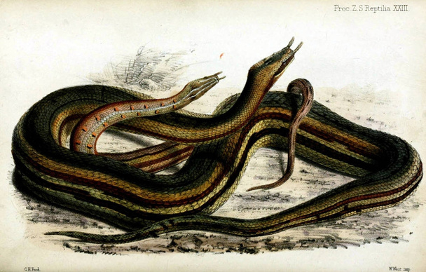 Змій в дикій природі. Провадження зоологічного товариства Лондона 1833 - Фото, зображення
